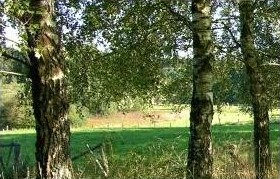 Baum-Sachverständiger, Baumkontrolle, Baumkataster, Gutachter für Bäume  
